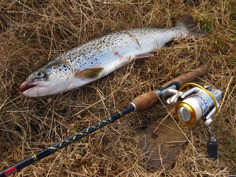 Salmon