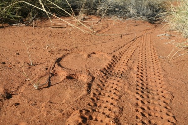 camel-pad-and-bike-track camel-pad-and-bike-track