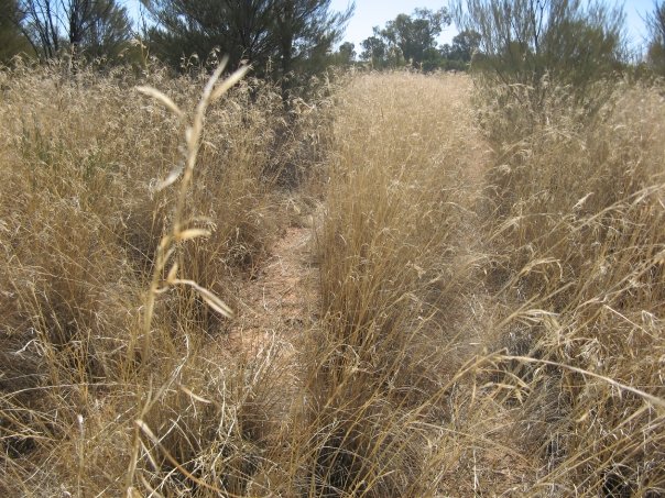 mission-1-grass mission-1-grass